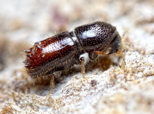 Bostrico incisore dell'abete rosso