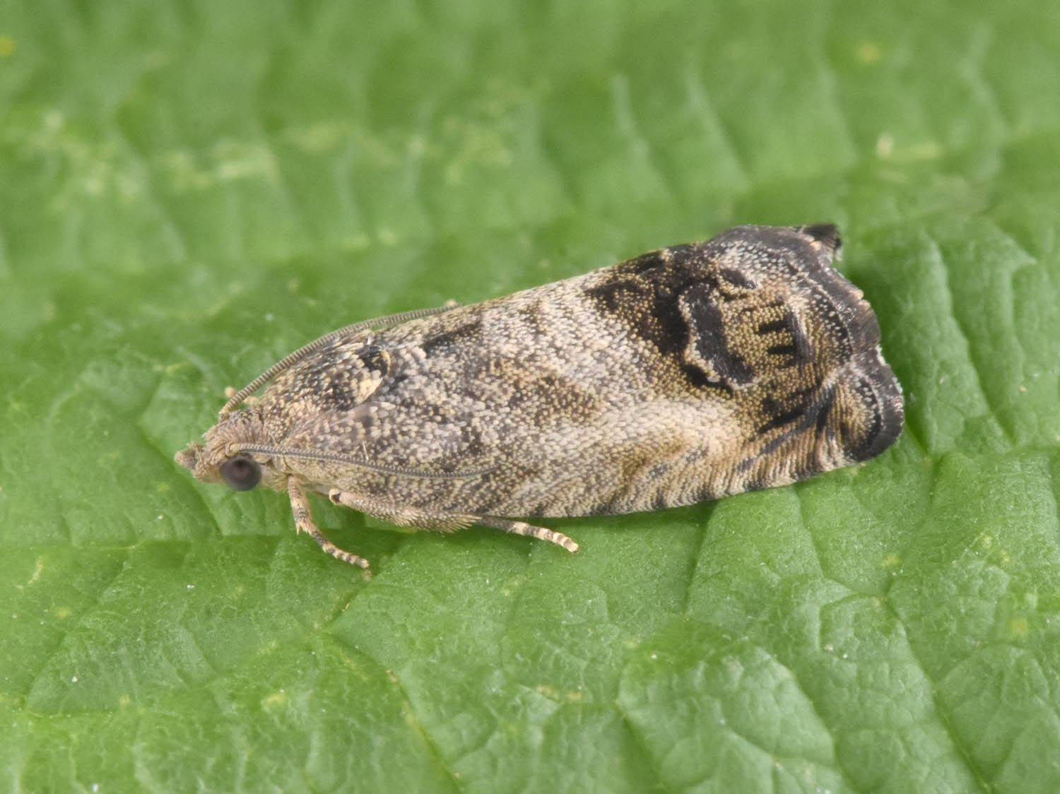 Carpocapsa della Castagna