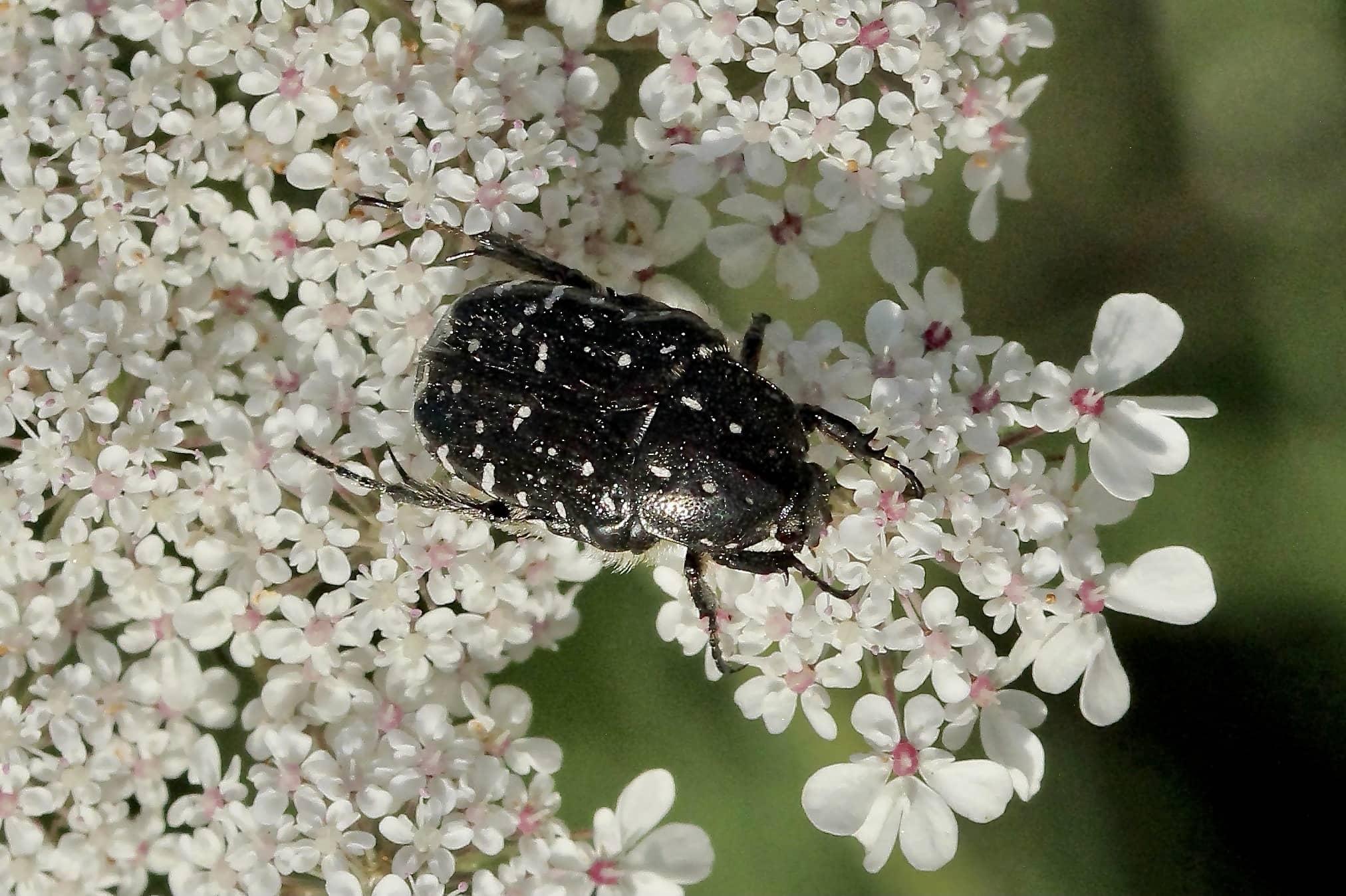 Cetonia dei fiori