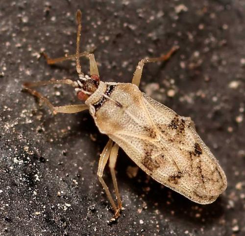 Cimice del mandorlo