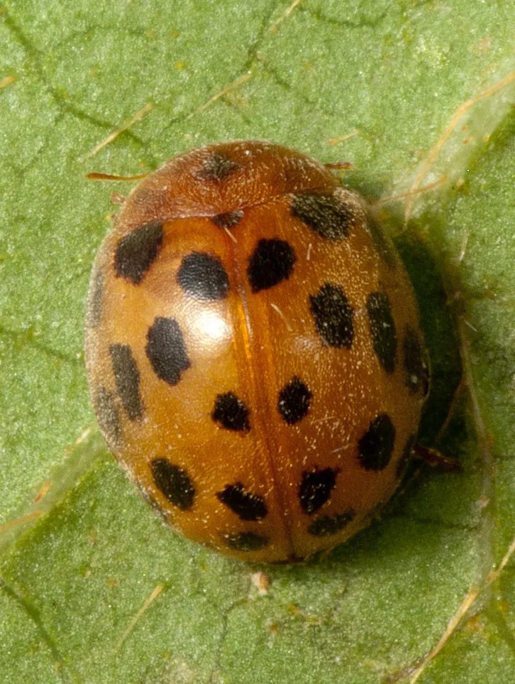 Coccinella a ventiquattro punti