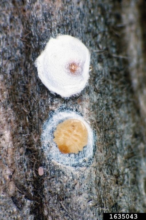 Cocciniglia bianca del Pesco