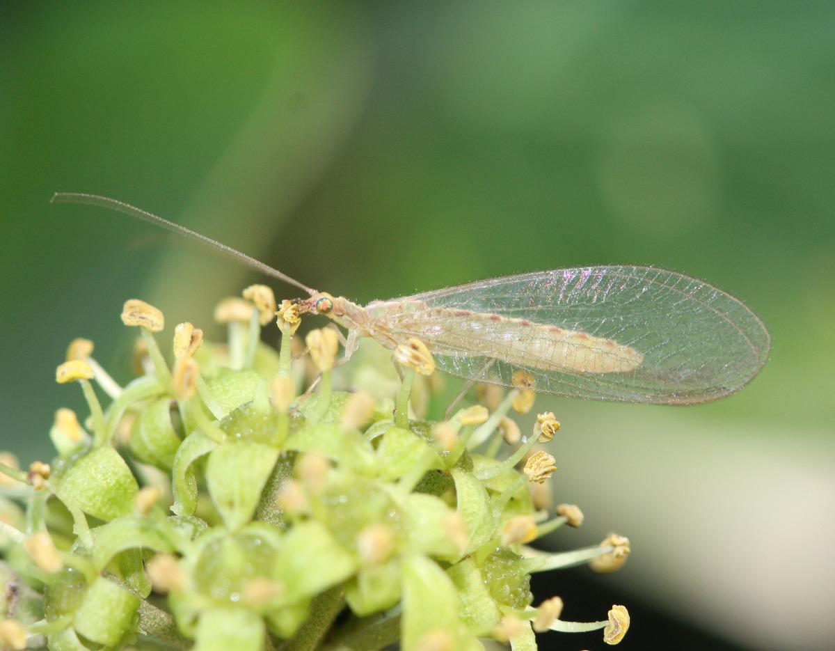 Crisopa comune
