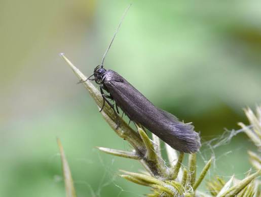 Falena delle erbe