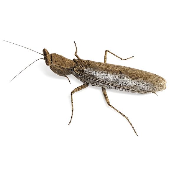 Mantide africana