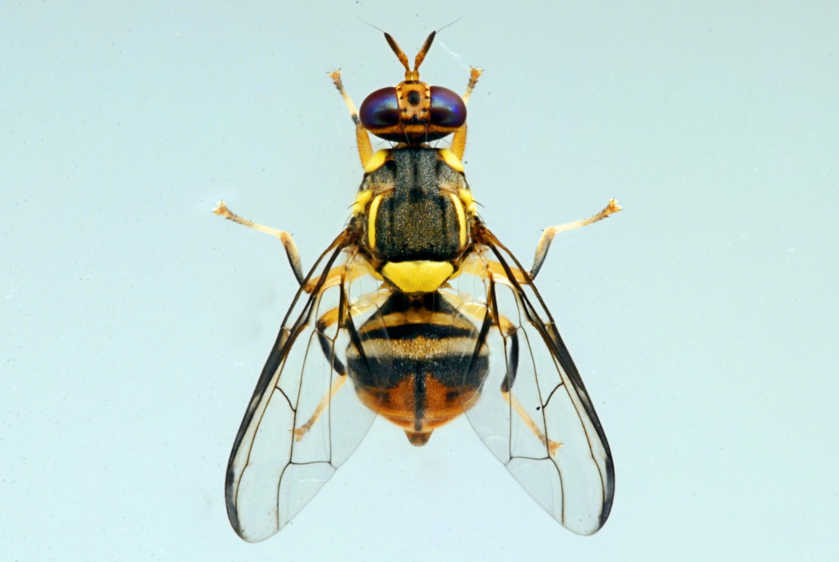 Mosca orientale della frutta