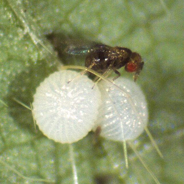 Parassitoide della Tuta obsoluta