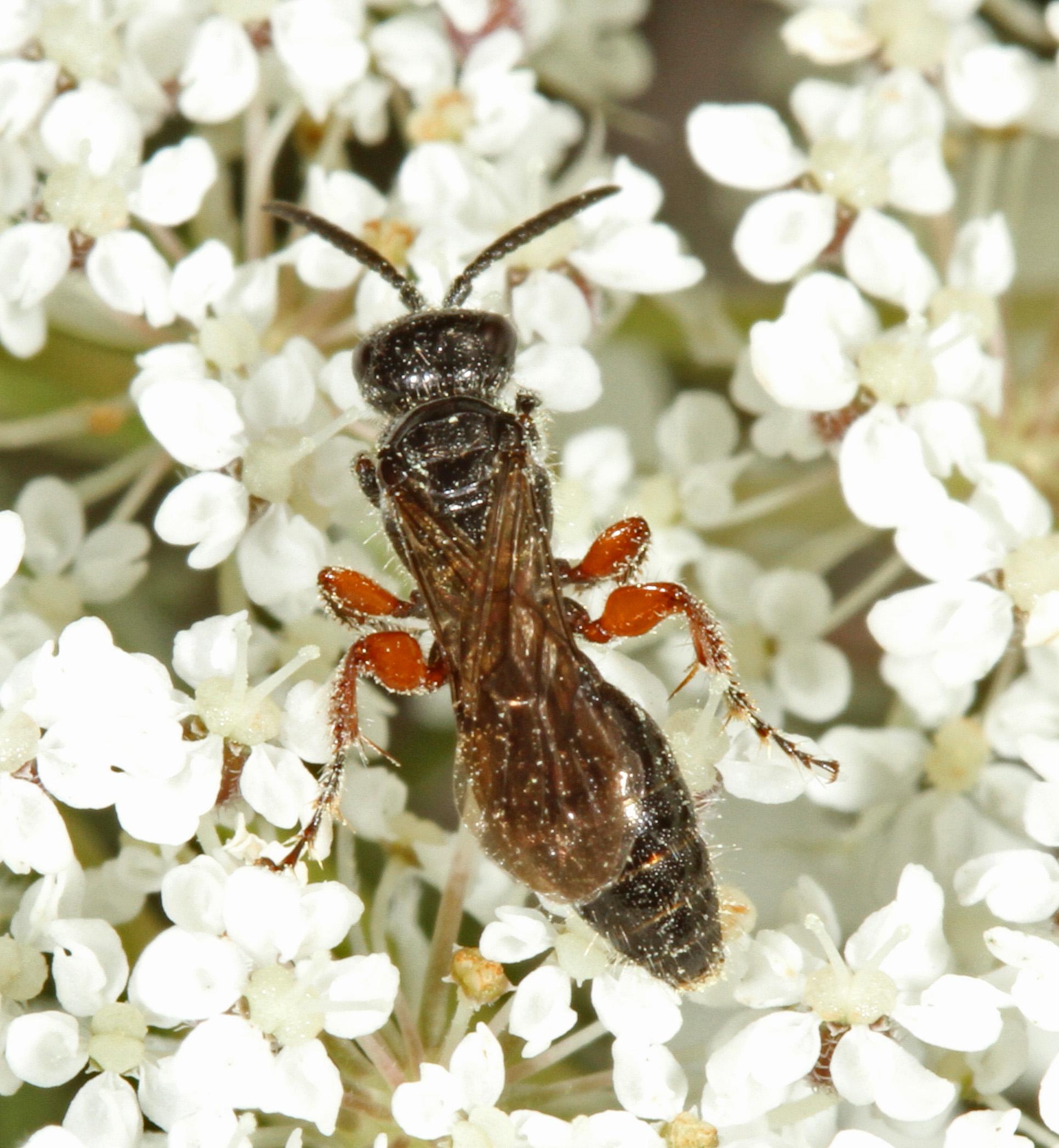 Parassitoide delle larve di scarabeidi