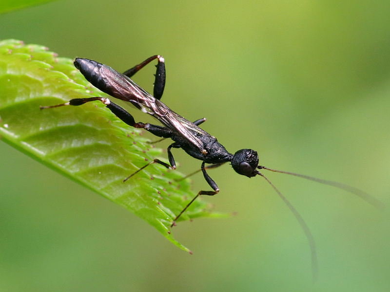Parassitoide di coleotteri xilofagi