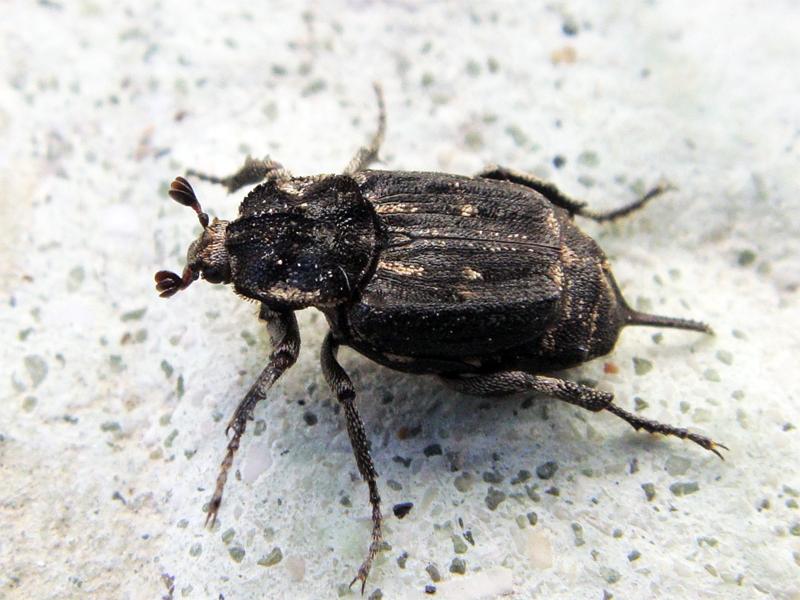 Scarabeo valgino