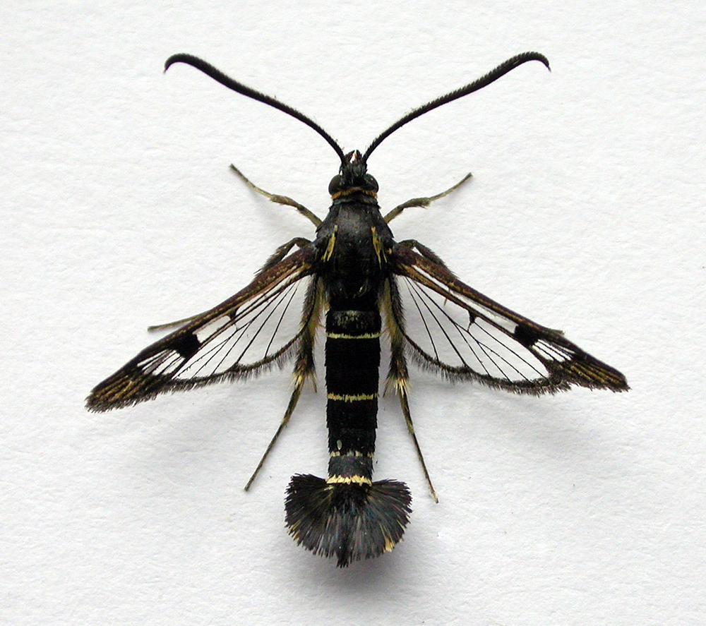 Sesia del Lampone