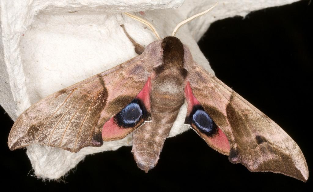 Sfinge ocellata