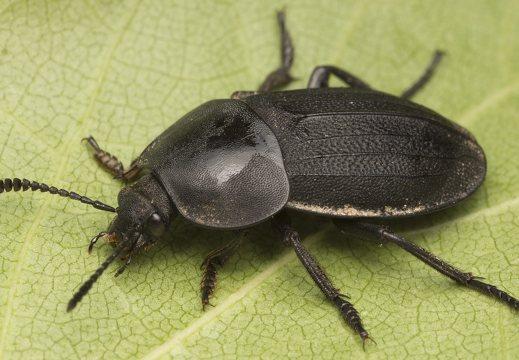 Silfa oscura