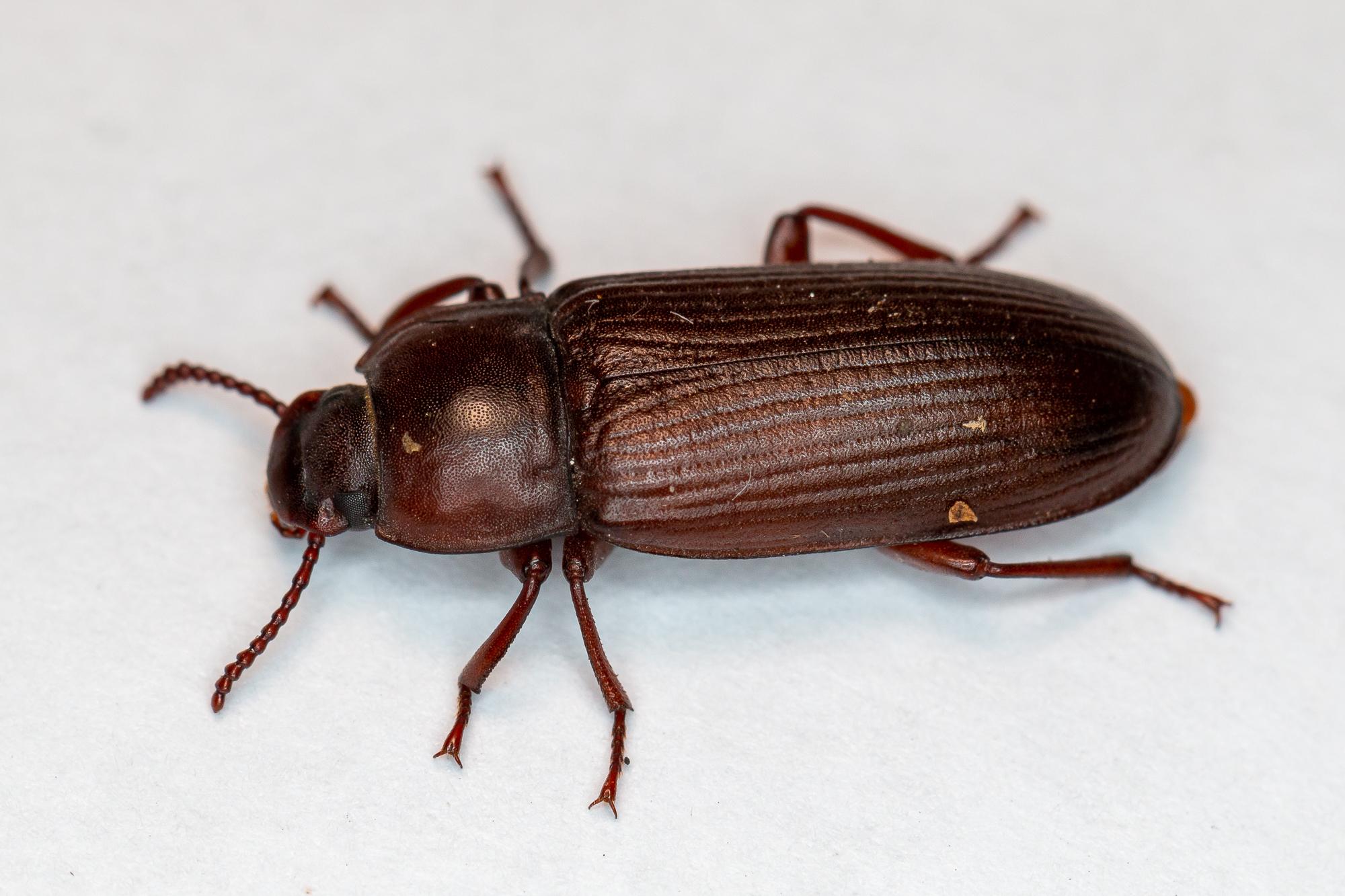 Tenebrione mugnaio