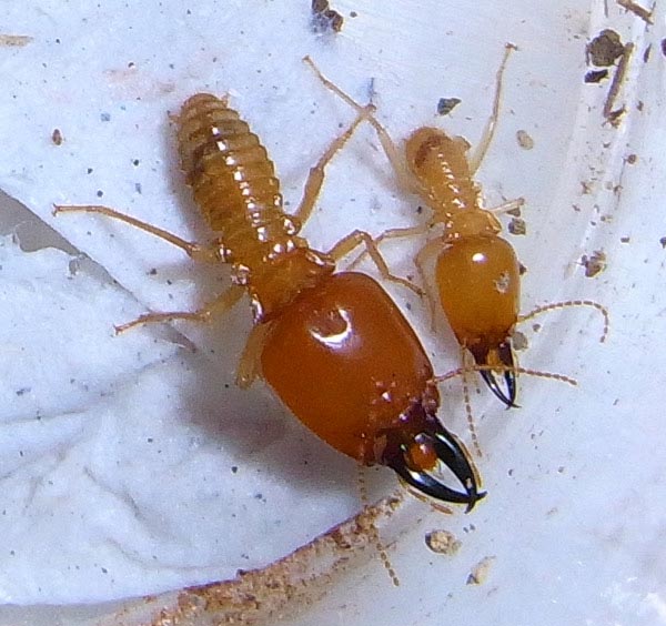 Termite gigante africana