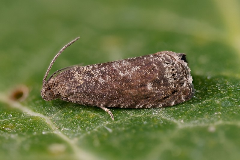 Tignola orientale del Pesco