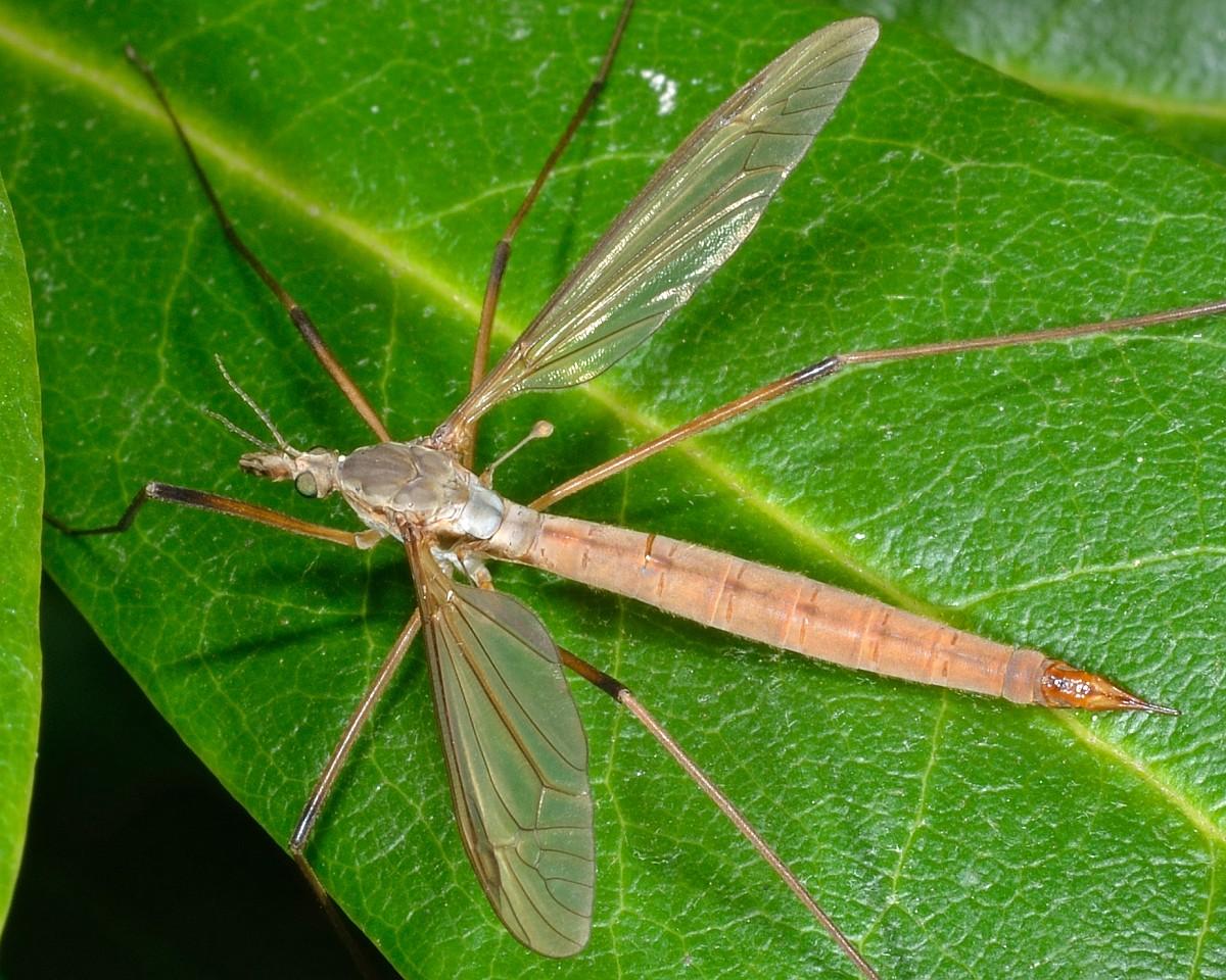 Tipula dei prati