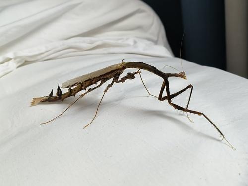 Toxodera gigante