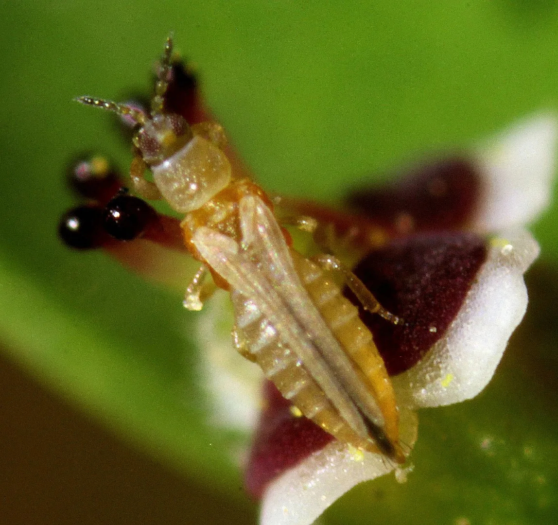 FRANKLINIELLA occidentalis Tripide americano