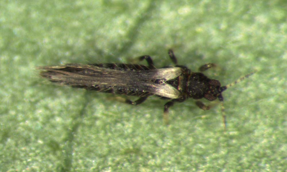 ECHINOTHRIPS americanus Tripide americano