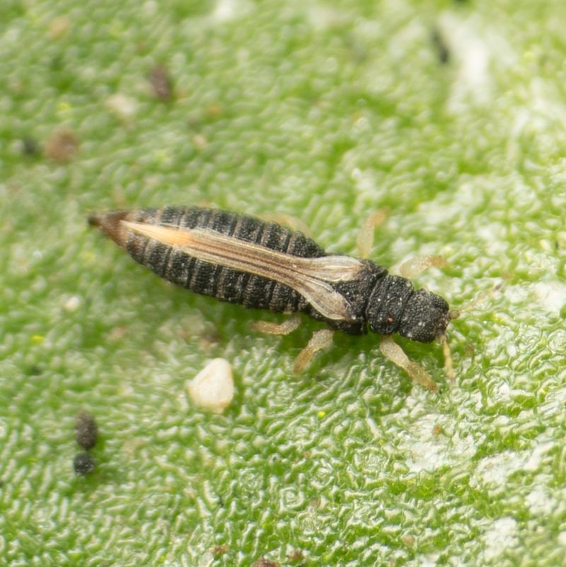 HELIOTHRIPS haemorrhoidalis Tripide delle serre