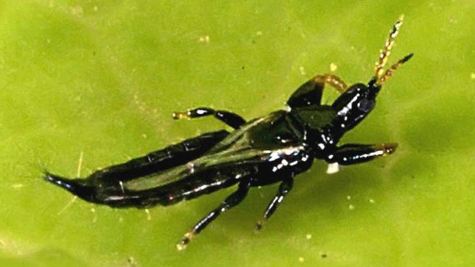 LIOTHRIPS oleae Tripide dell'olivo