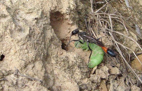 Vespa della sabbia