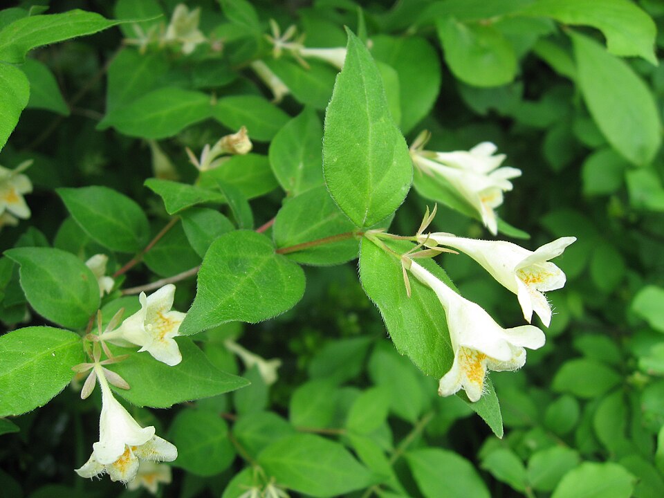 Abelia