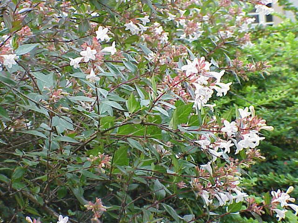 Abelia
