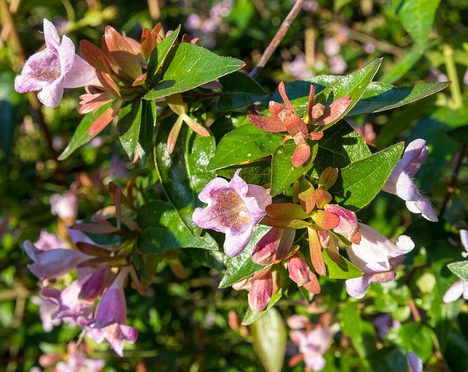 ABELIA grandiflora Abelia