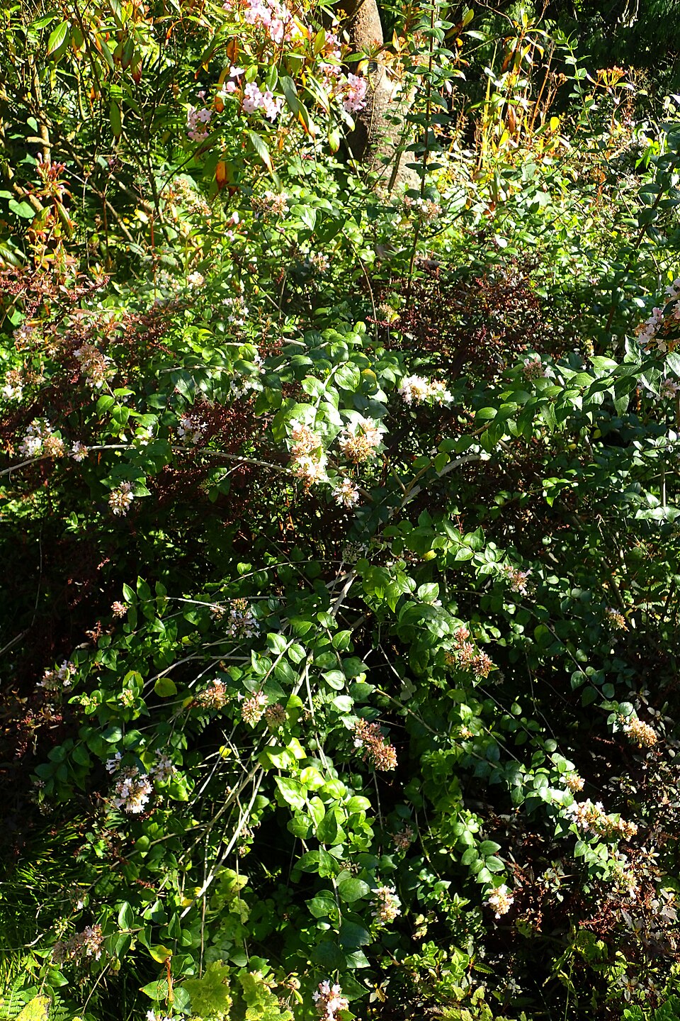 Abelia