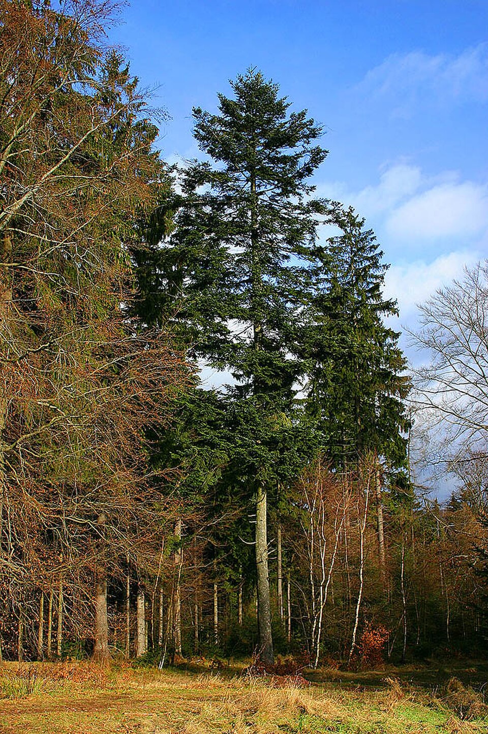 Abete bianco
