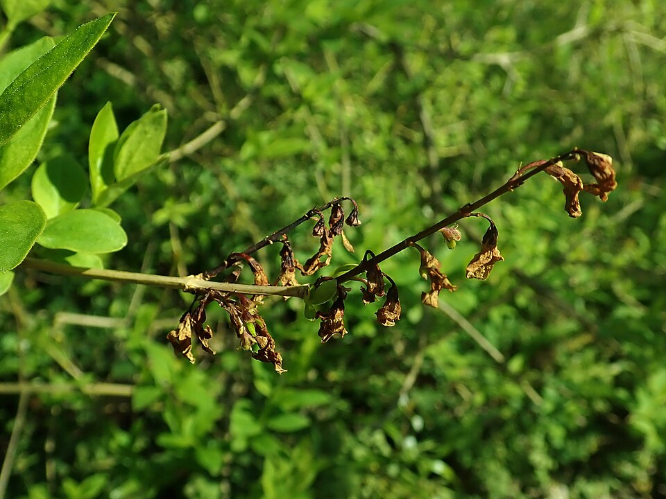 Falsa Forsizia