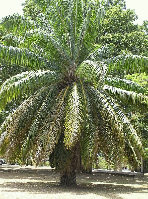 ELAEIS guineensis Palma da olio