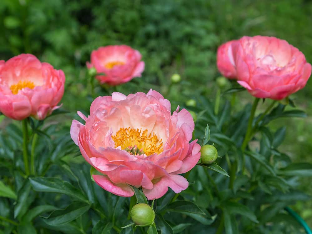 Peonia PAEONIA Lactiflora | Riconoscere le Piante