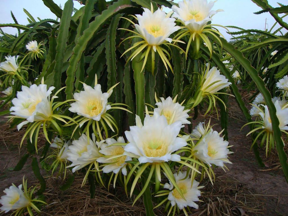 SELENICEREUS undatus Pitaya rosa
