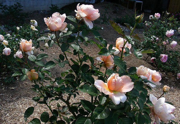 Rose coltivate